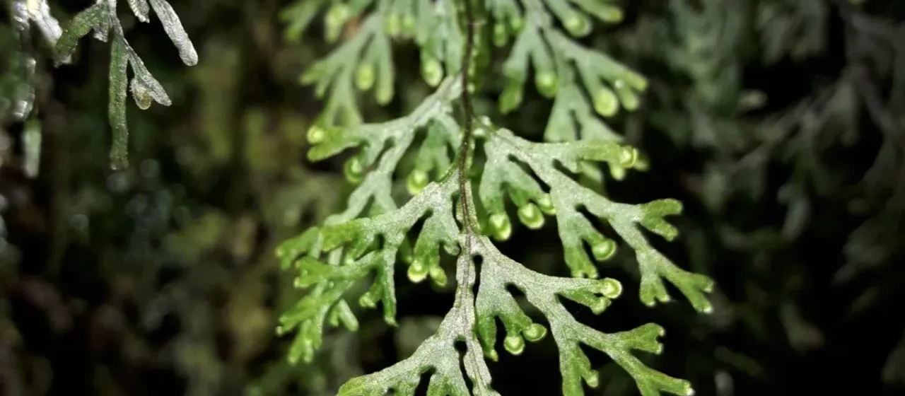 Hymenophyllum javanicum