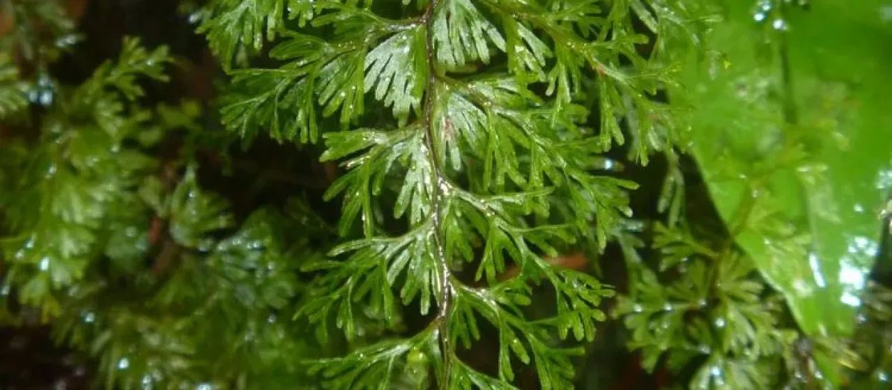 Serrated filmy fern