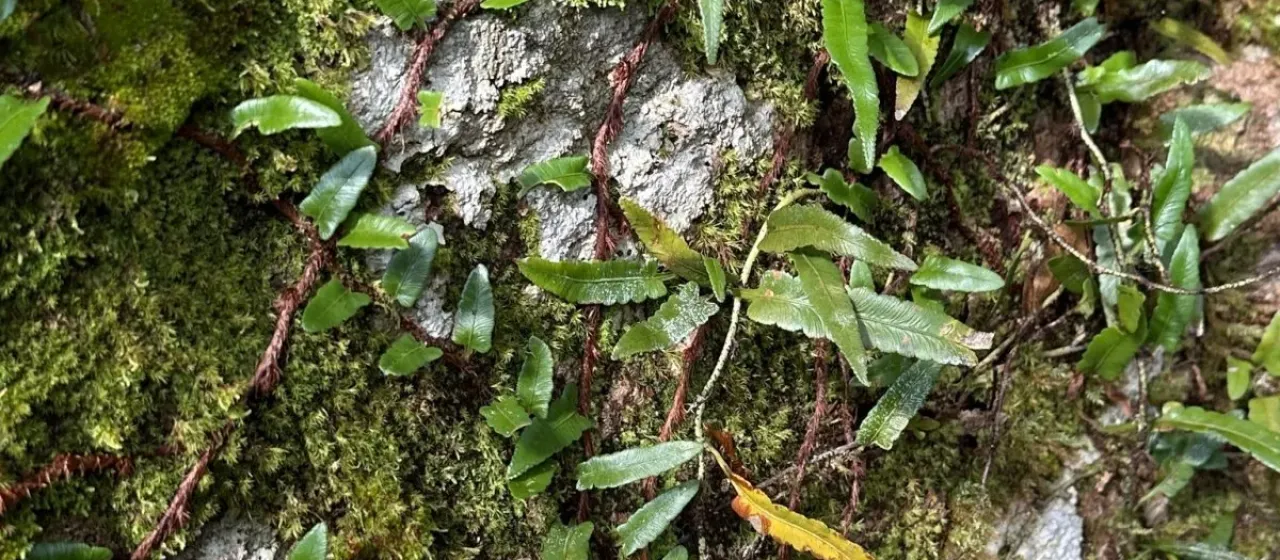 Davallia angustata
