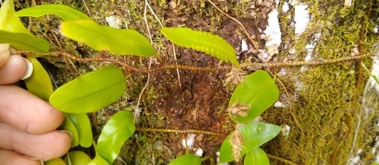 Davallia heterophylla