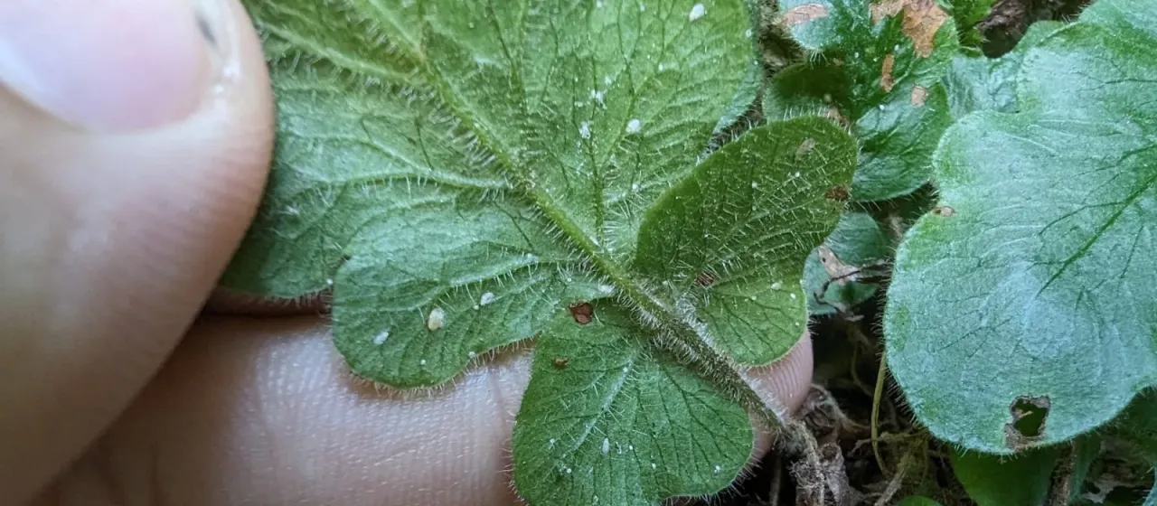 Tectaria zeilanica