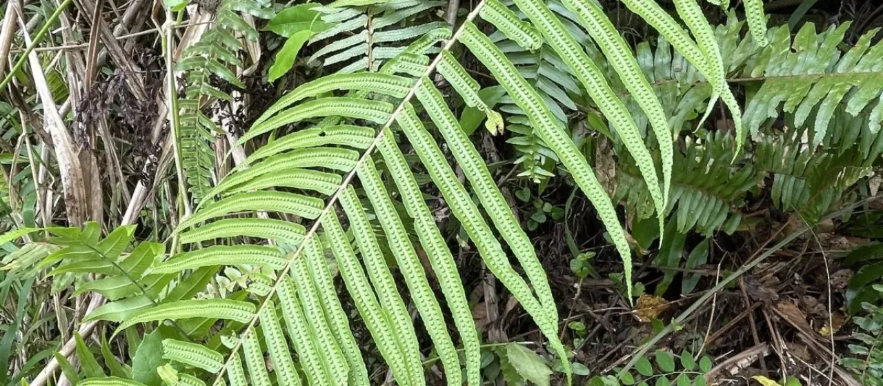Goniophlebium subauriculatum