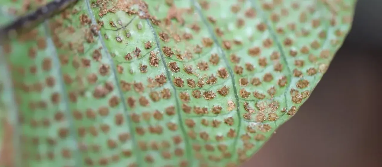Tectaria singaporiana