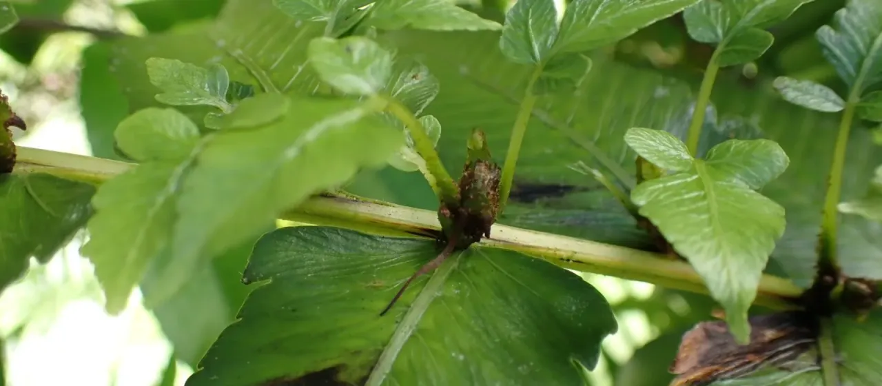 Diplazium proliferum