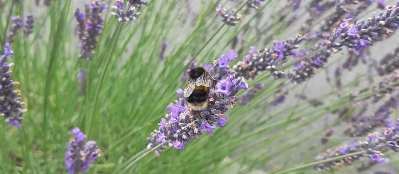 English lavender