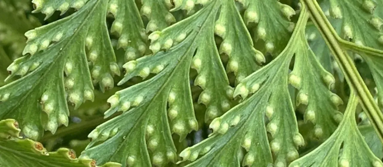 Davallia denticulata