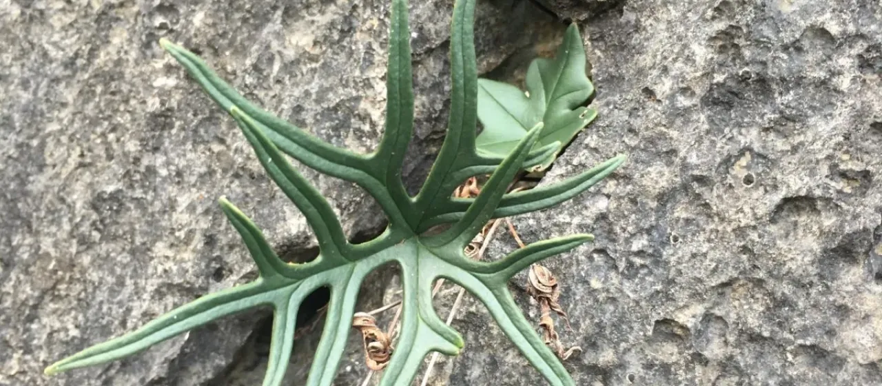Hemionitis ludens