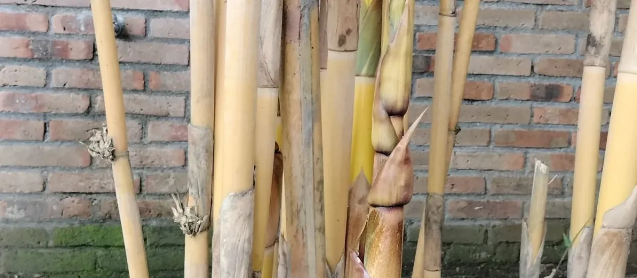 Sacred Bali Bamboo