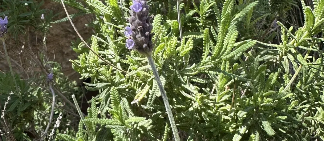 French lavender