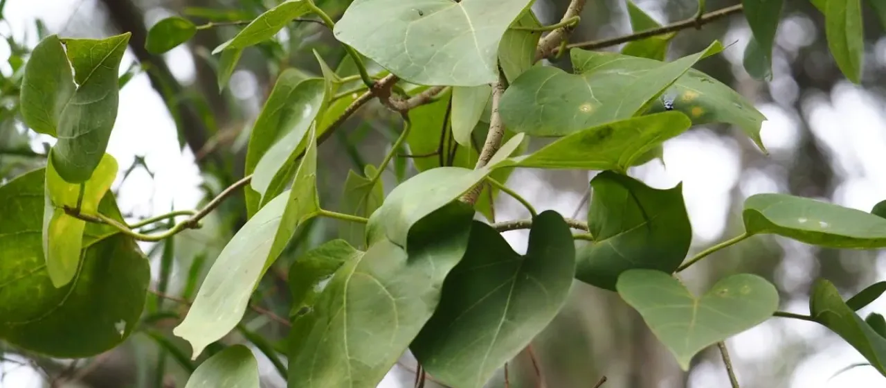Dregea volubilis