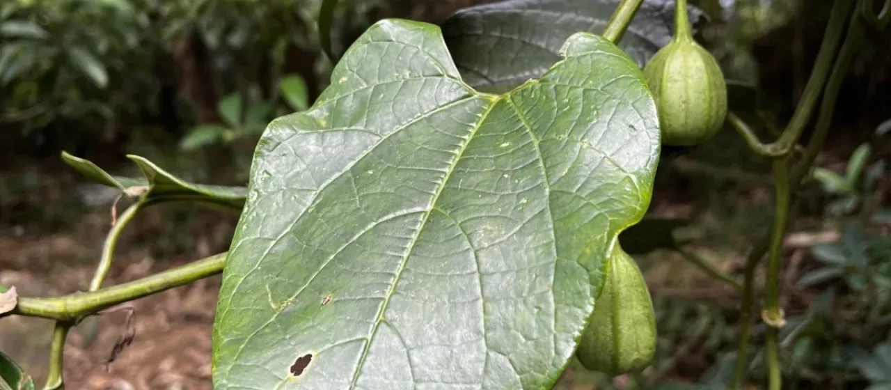 Aristolochia acuminata