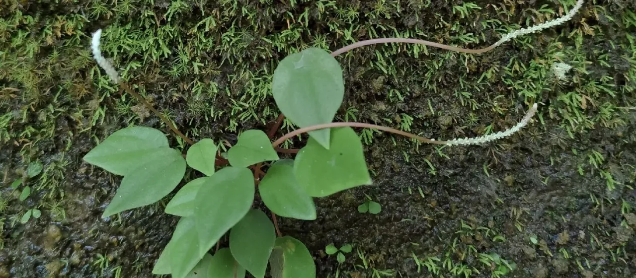 Peperomia arifolia