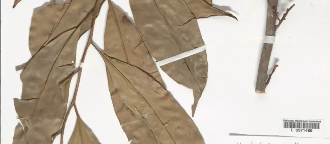 Horsfieldia parviflora