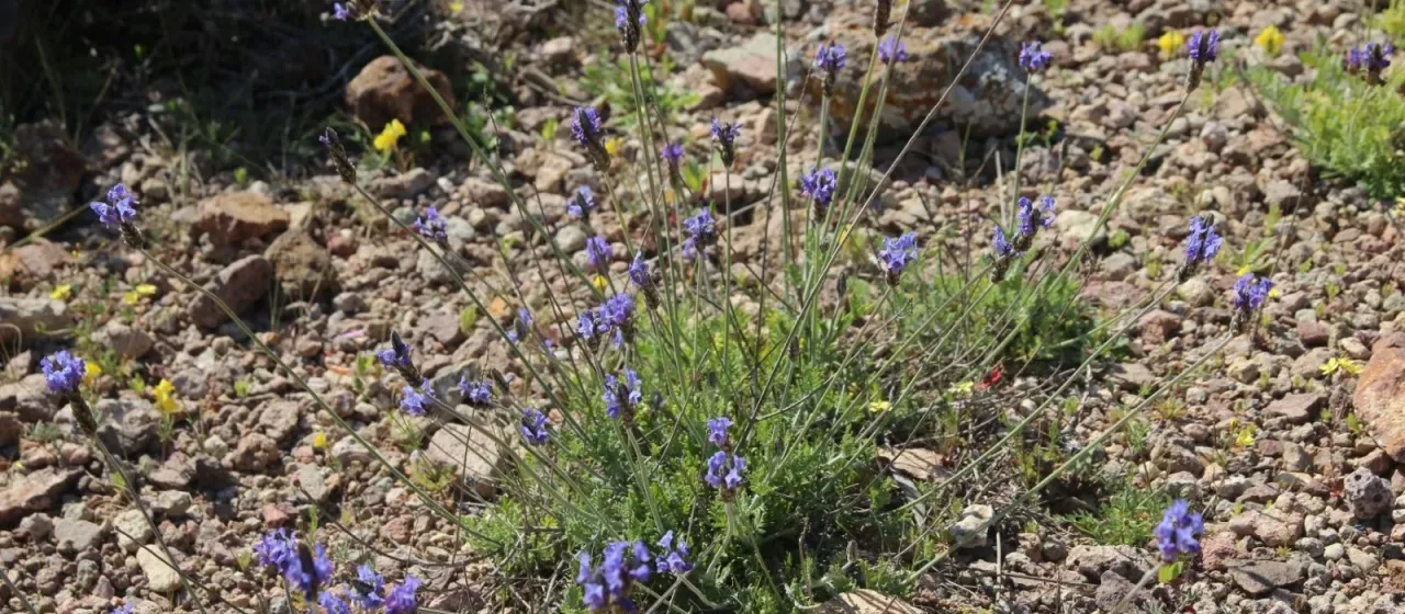 Cut-leaf lavender