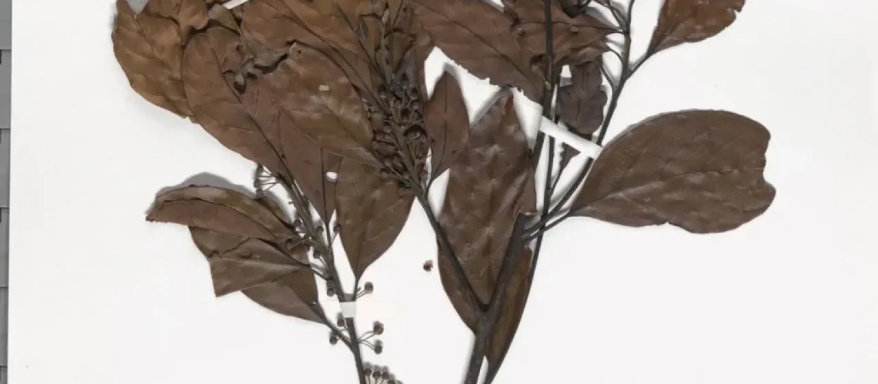 Lindera malaccensis