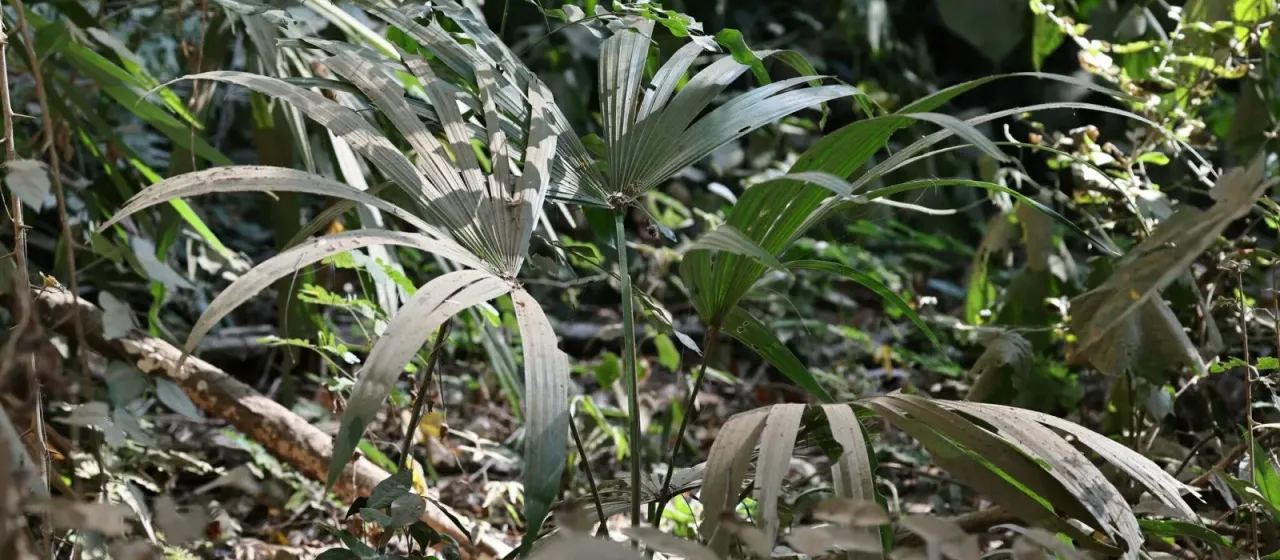 Cryosophila nana