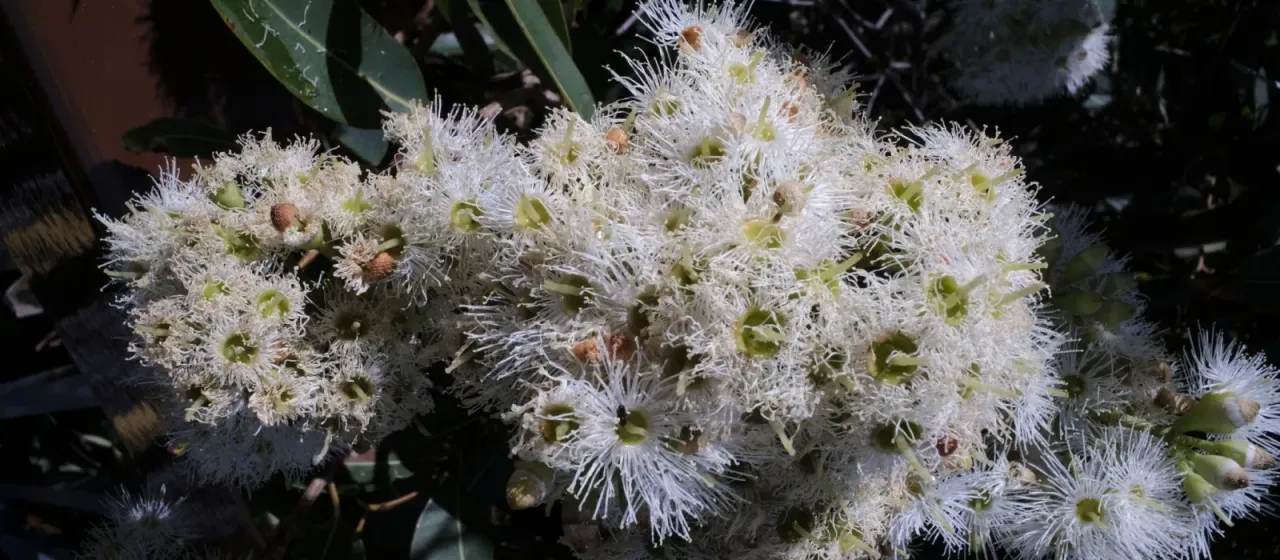 Eucalyptus curtisii
