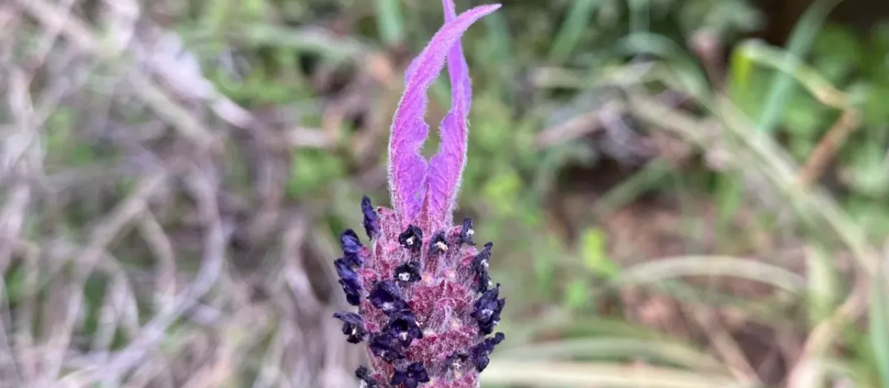 French lavender