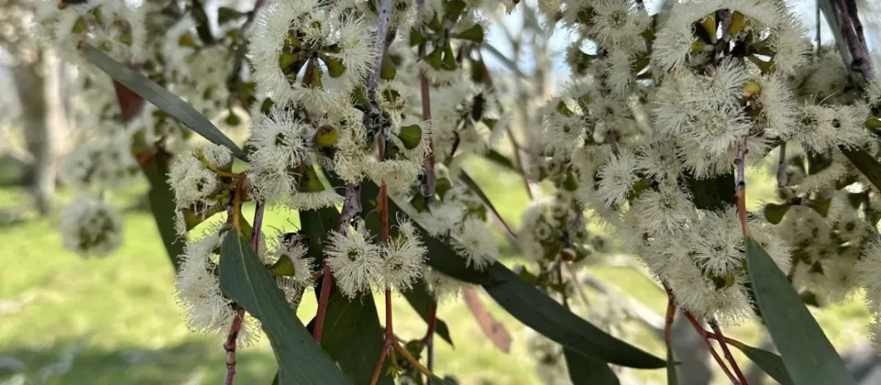 Snow Gum (weeping form)
