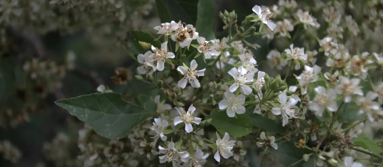 Dombeya cymosa