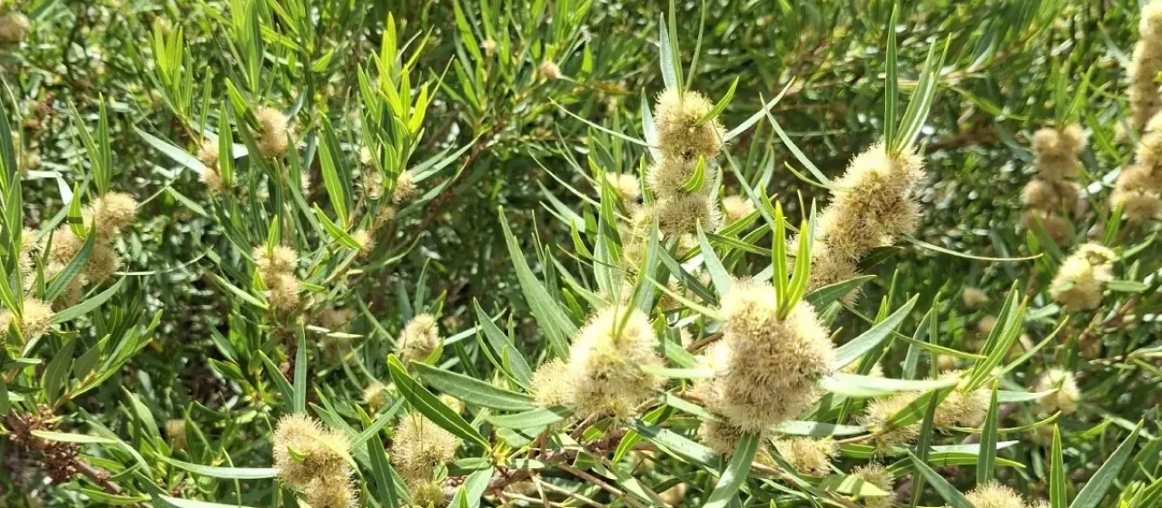Narrow-leaved metrosideros