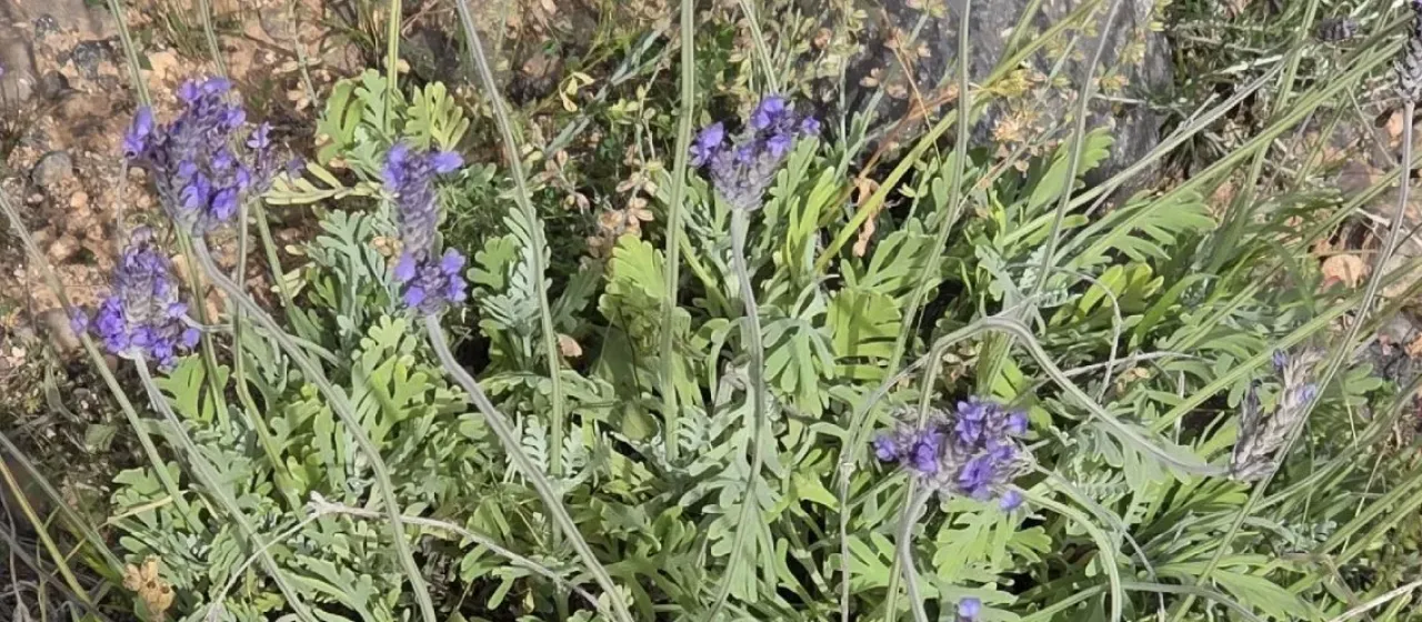 Fernleaf lavender