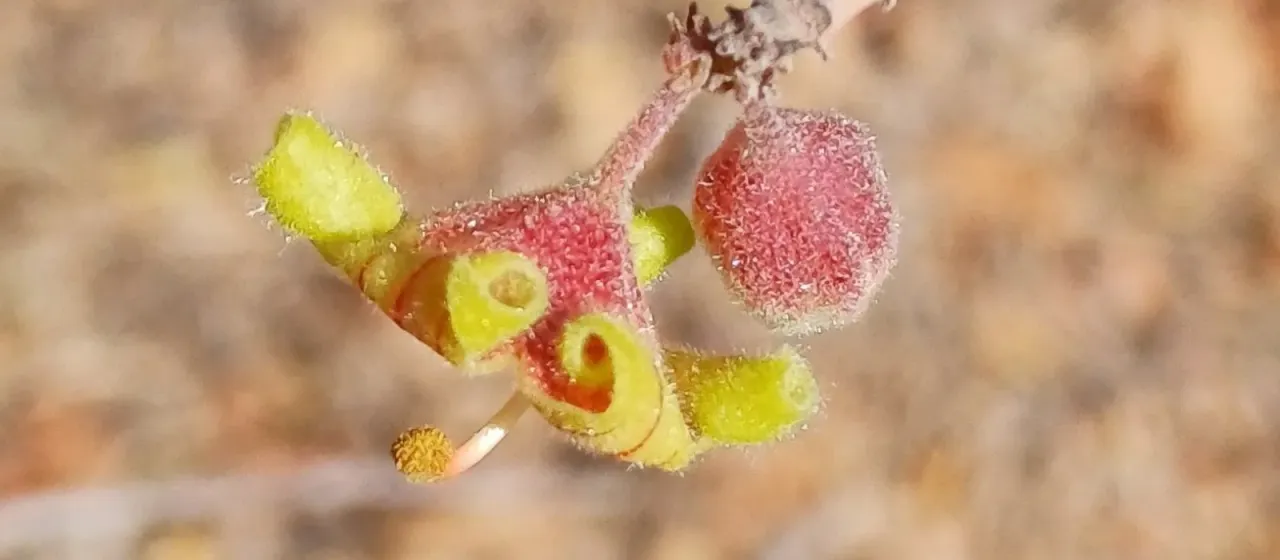 Sterculia rogersii