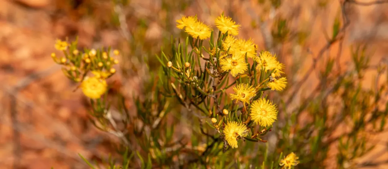 Verticordia galeata