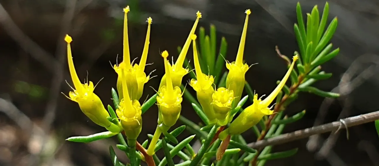 Homoranthus flavescens