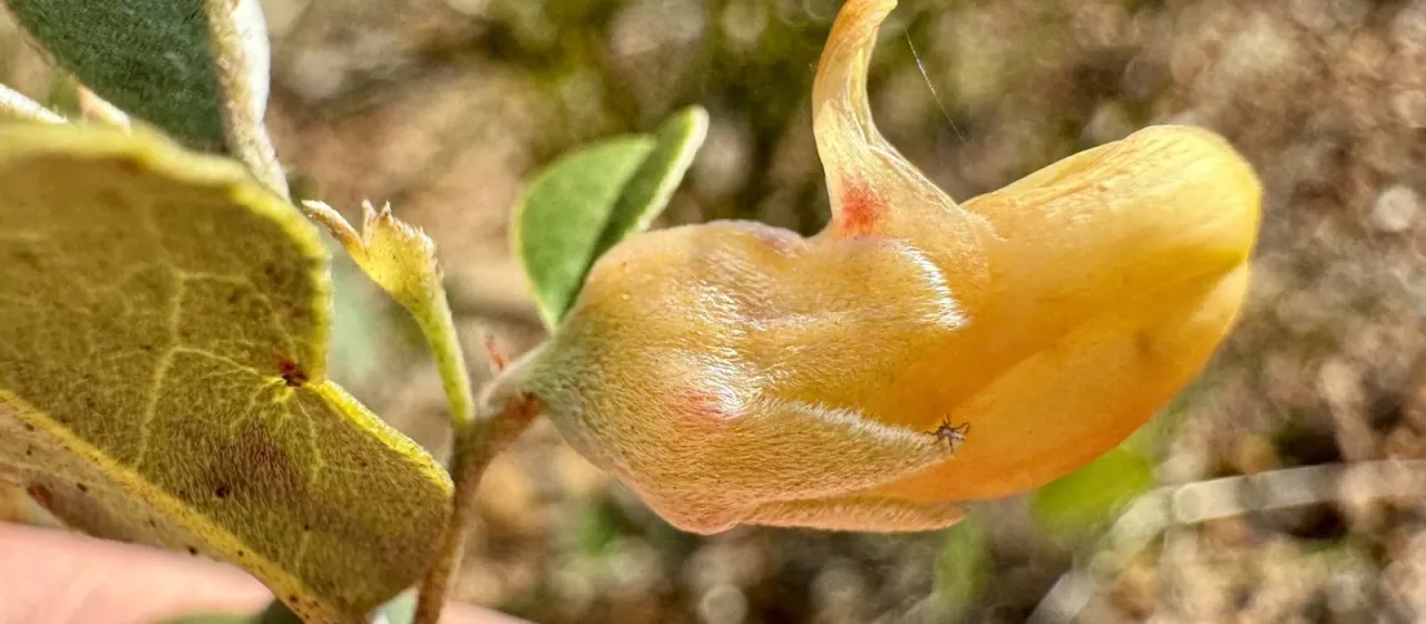 Gastrolobium sericeum