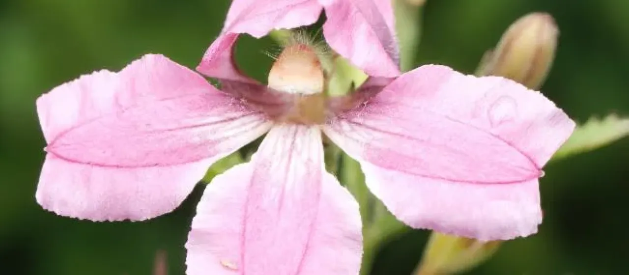 Goodenia macmillanii