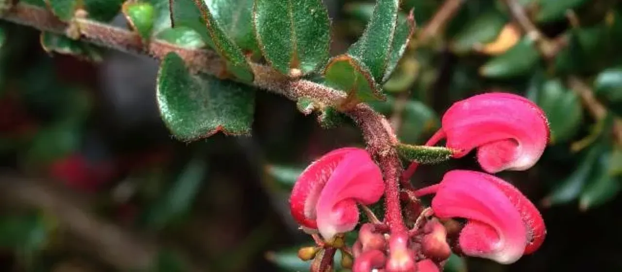 Grevillea baueri