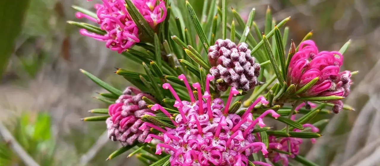 Grevillea confertifolia