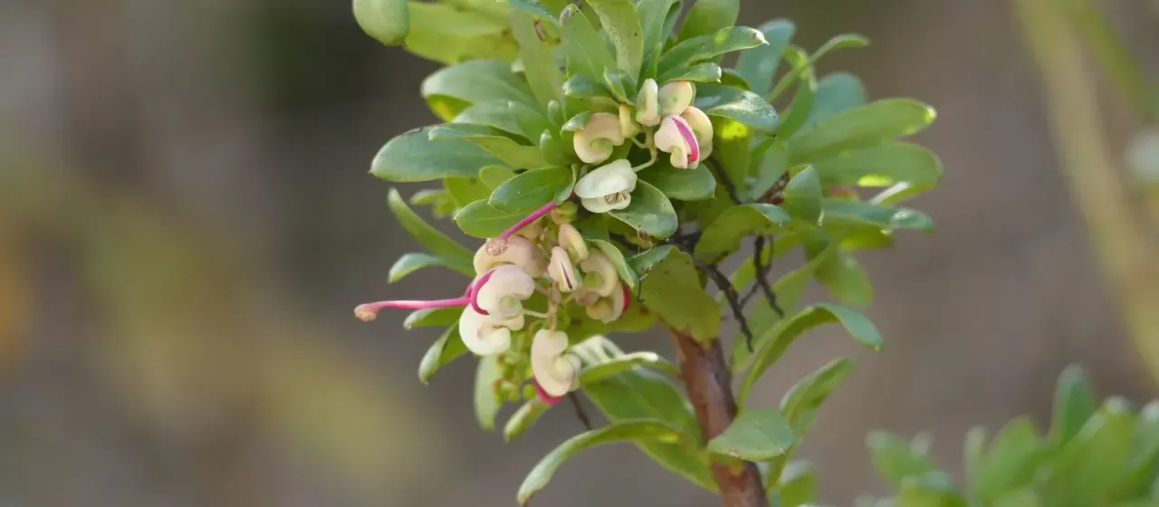 Grevillea iaspicula