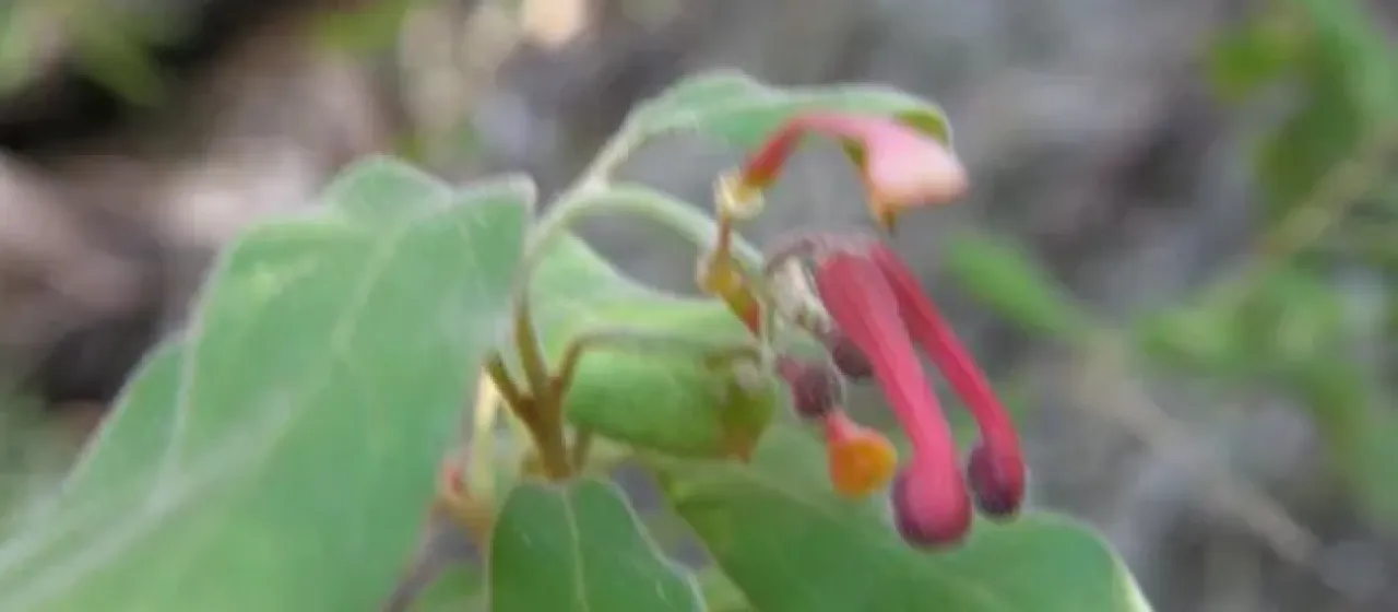 Soft grevillea