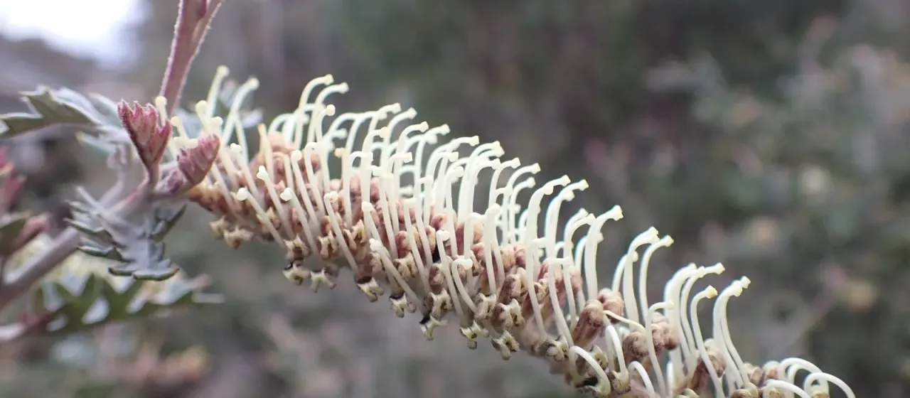 Grevillea willisii