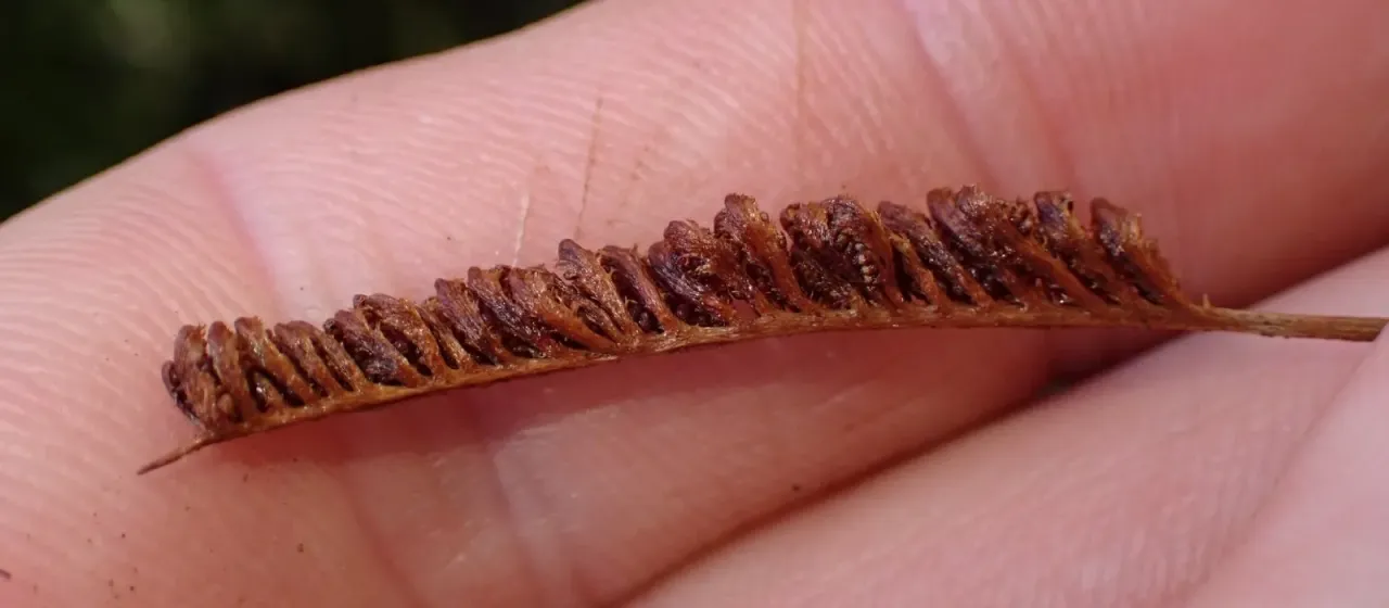 Comb fern