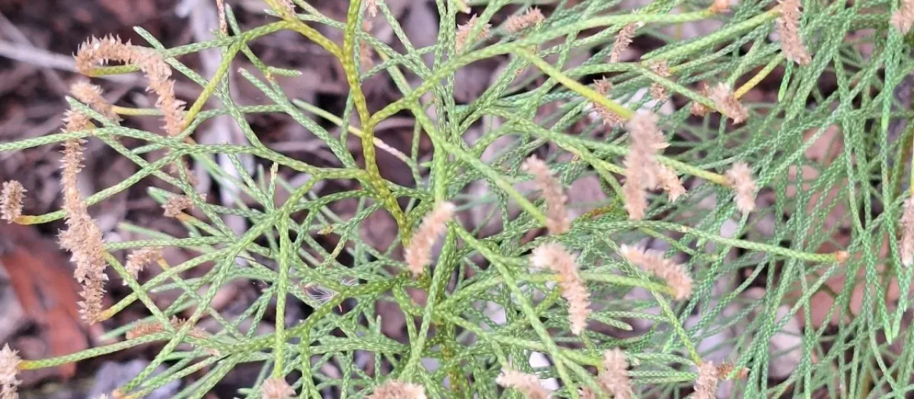 Lycopodium deuterodensum