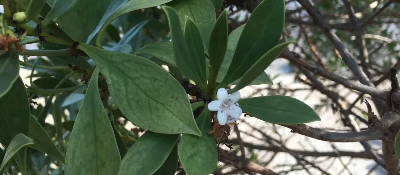 Myoporum crassifolium