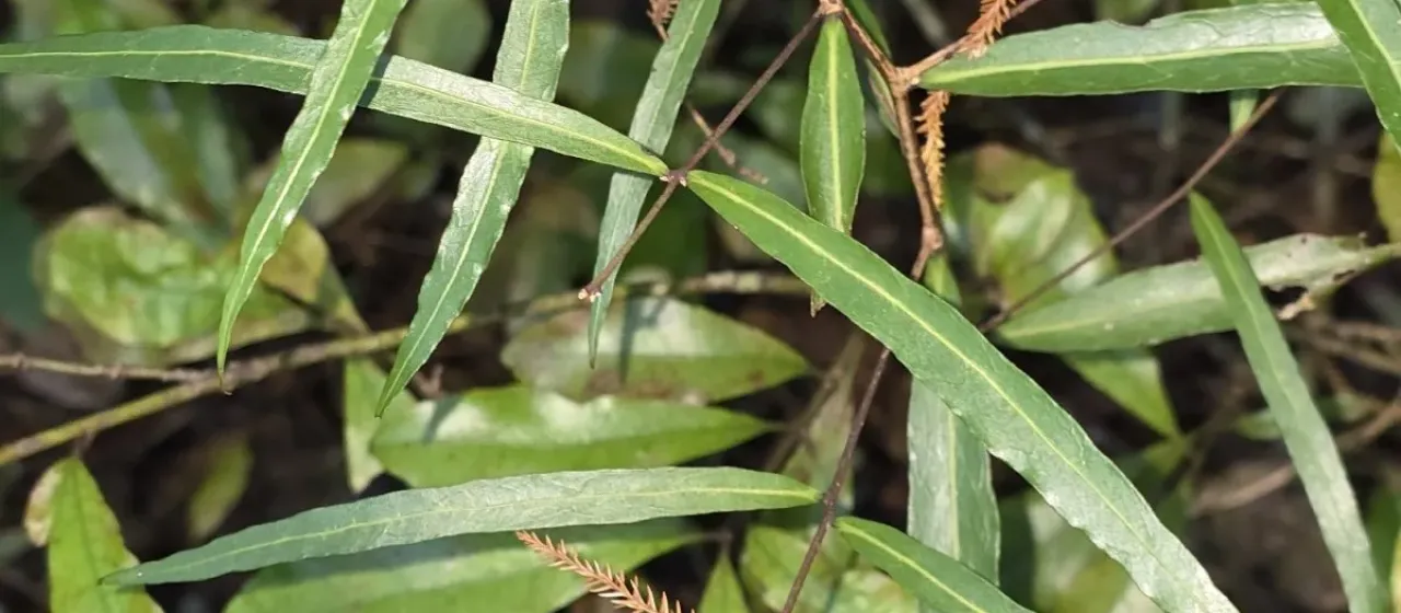 Mida salicifolia