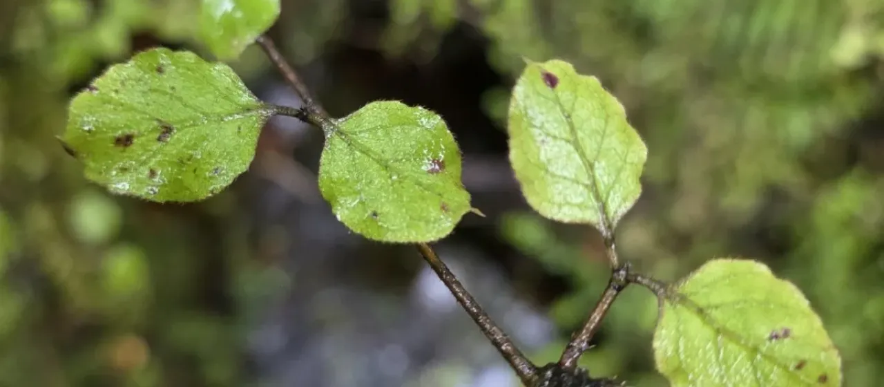 Coprosma rotundifolia