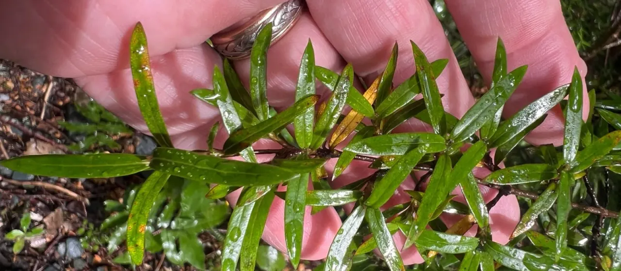 Looking-glass plant