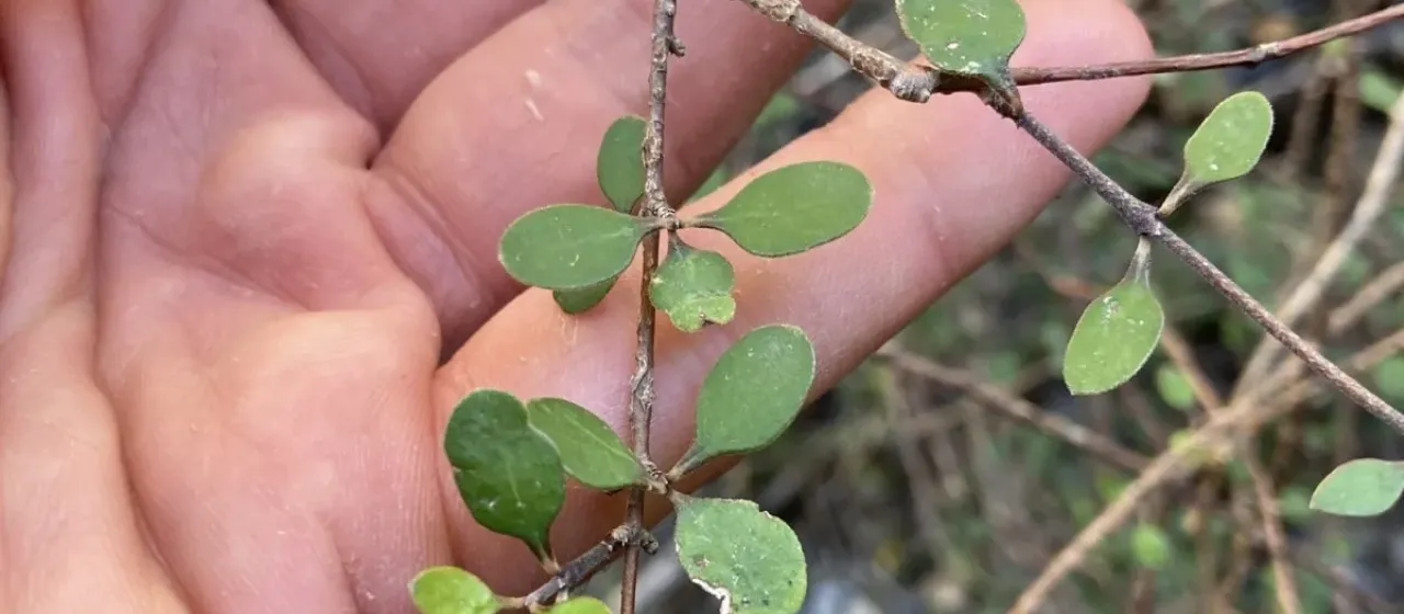 Coprosma crassifolia