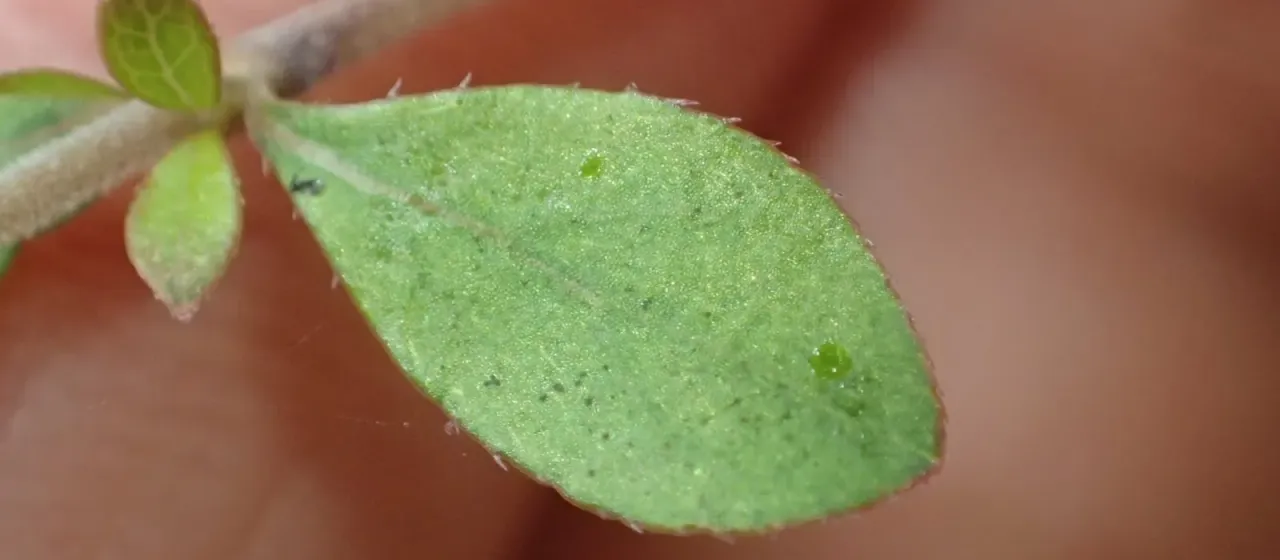 Coprosma ciliata