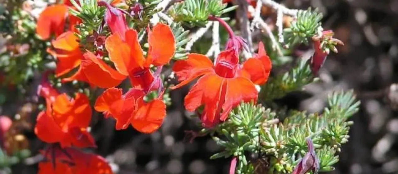 Lechenaultia formosa