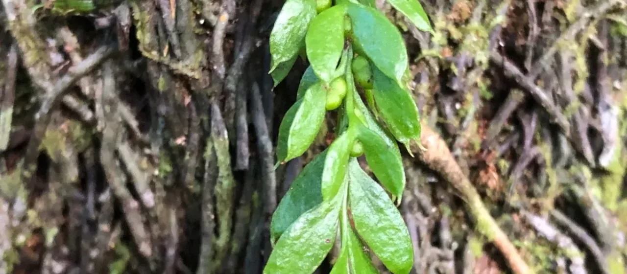 Tmesipteris lanceolata