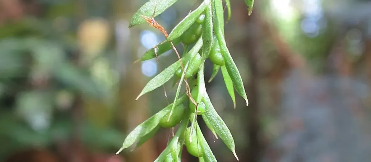 Tmesipteris elongata