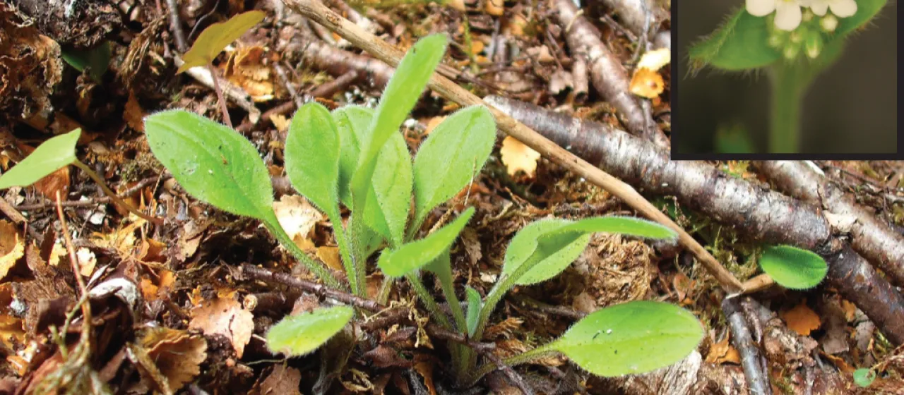 Myosotis petiolata