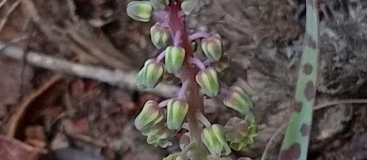 Ledebouria Roth
