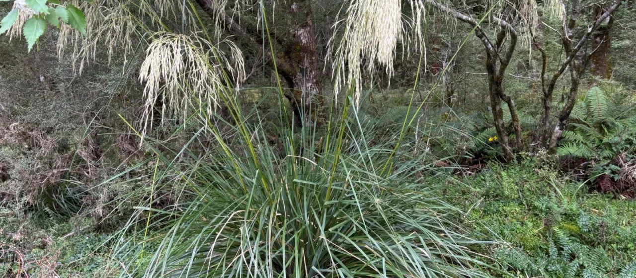 New Zealand plume grass